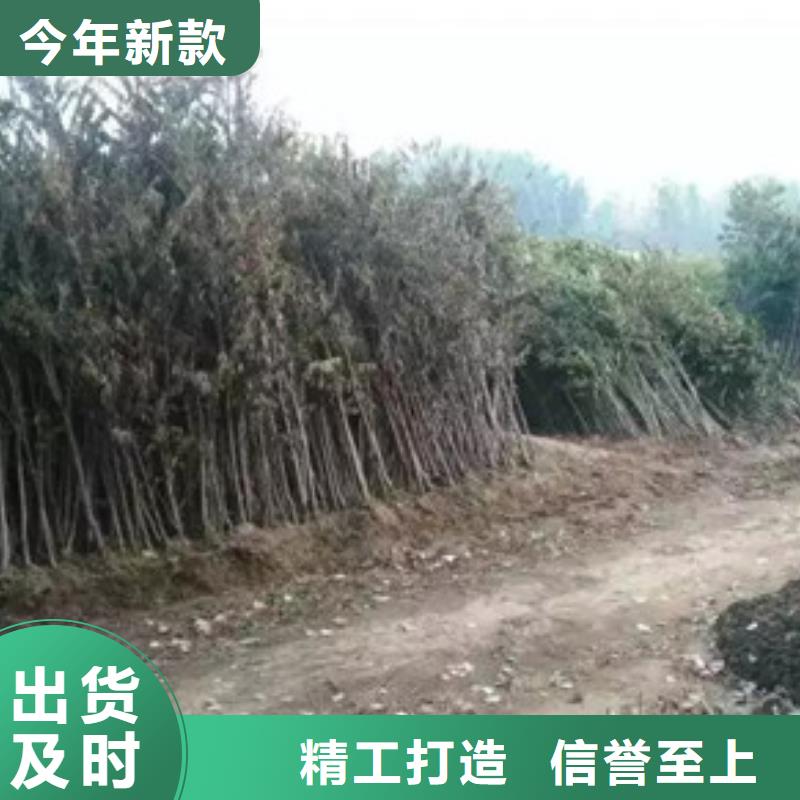 香椿苗_桃樹苗好產品價格低