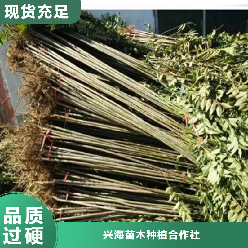 香椿苗桃樹苗用心提升細節