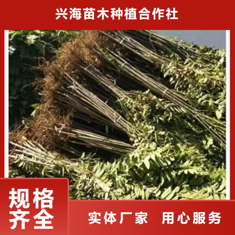 香椿苗桃树苗质量牢靠