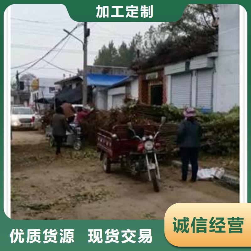 香椿苗板栗苗免費回電