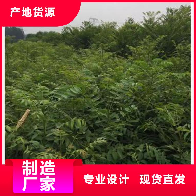 香椿苗桃樹苗用心做產品