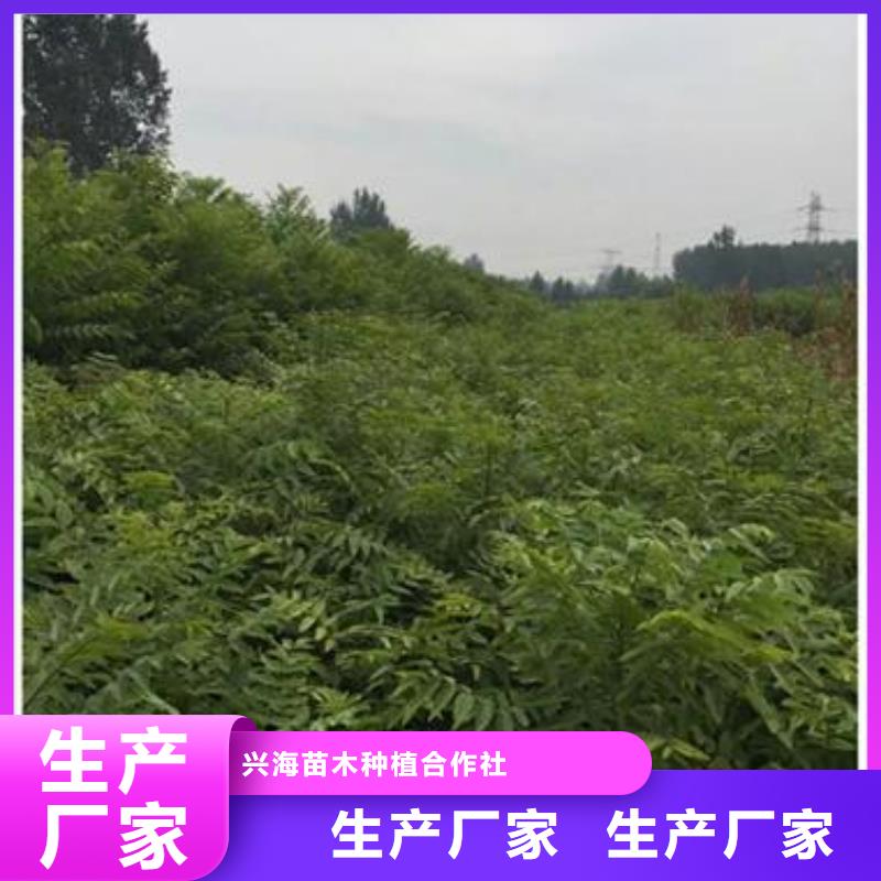 香椿苗梨树苗买的是放心