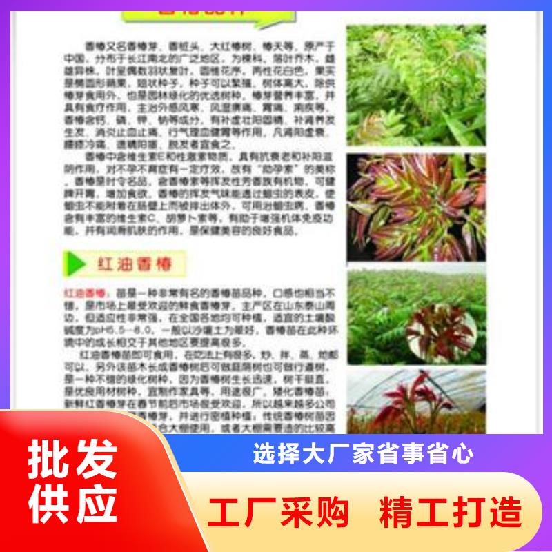 香椿苗-【桃樹苗】用心經營