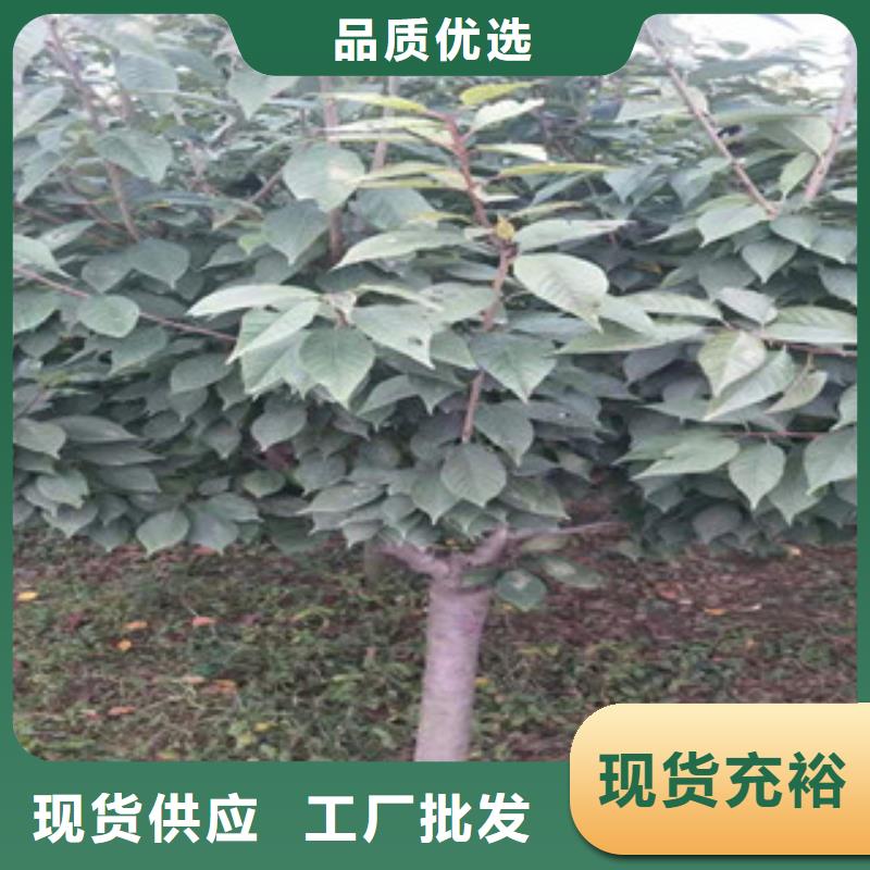 櫻花_【藍莓苗】工廠直營