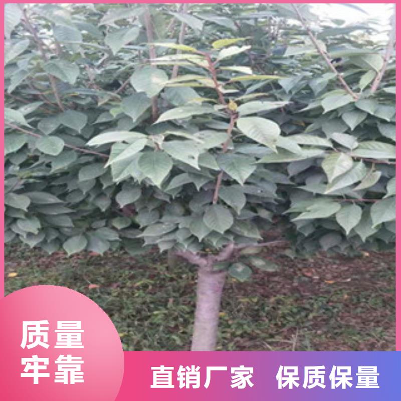 櫻花_占地果樹廠家型號齊全