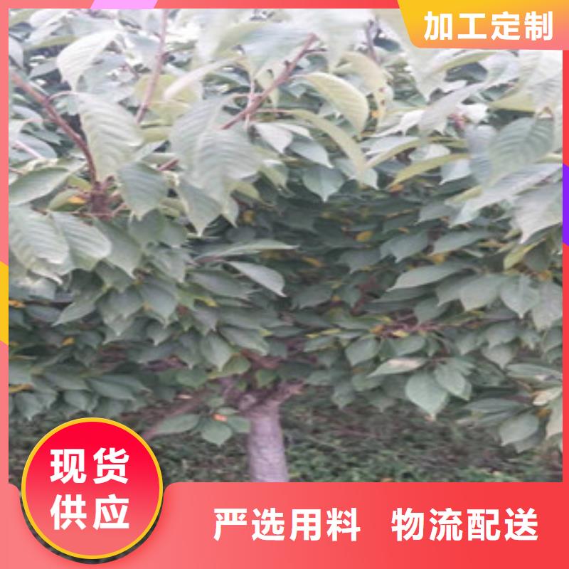 【櫻花核桃苗櫻花苗長果桑樹苗專注質量】