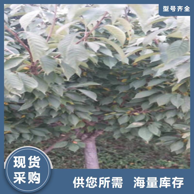 櫻花占地果樹安裝簡單