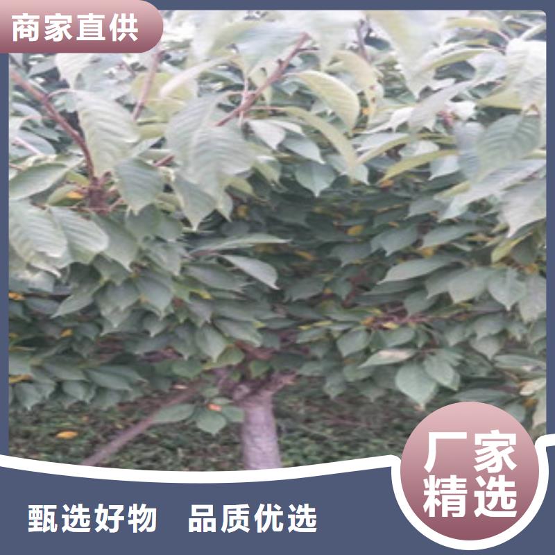 櫻花【藍莓苗】原料層層篩選