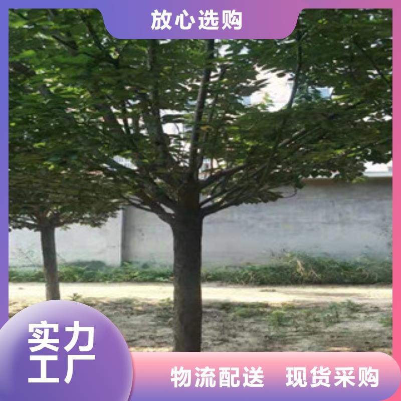 【櫻花】泰山景松造型景松品質無所畏懼