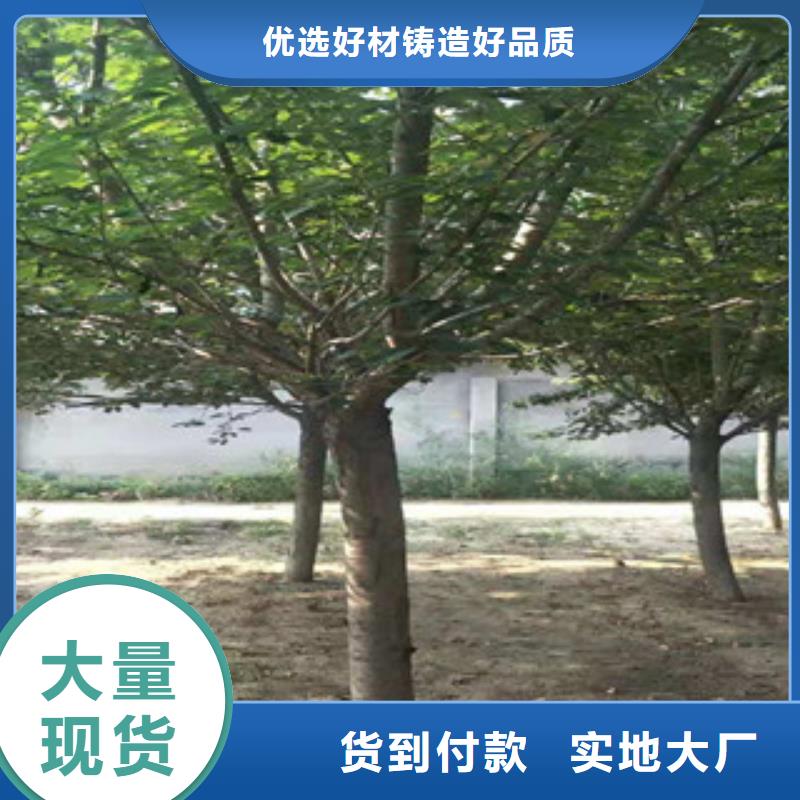 櫻花藍(lán)莓苗好品質(zhì)選我們