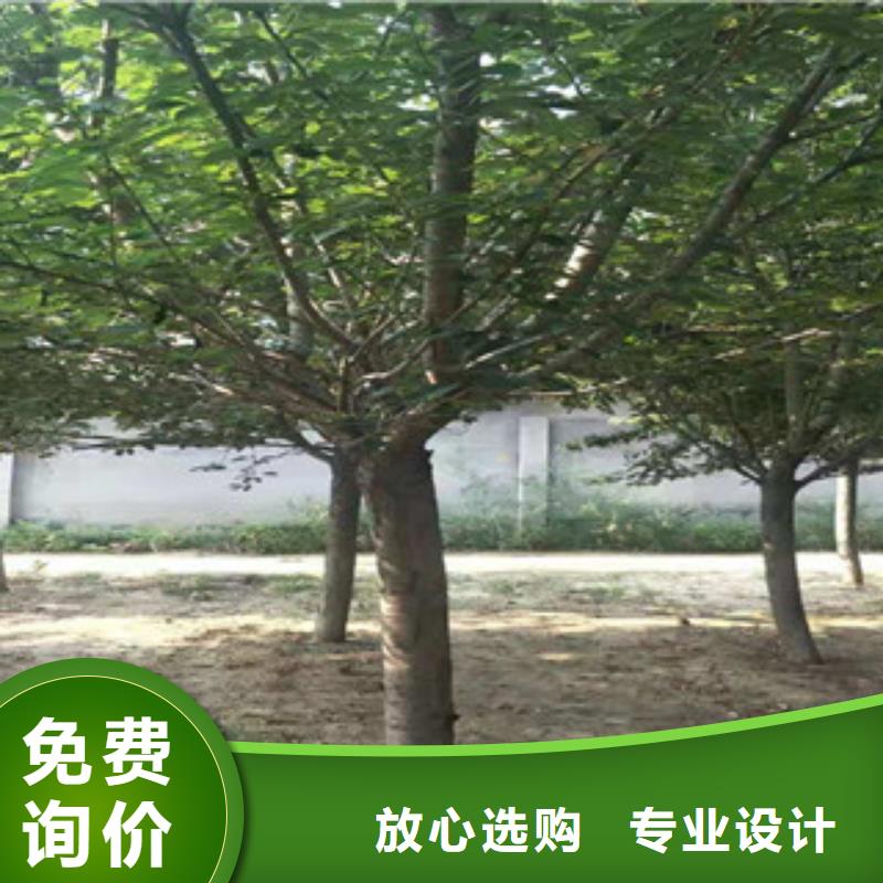 櫻花-【泰山景松造型景松】真材實料加工定制