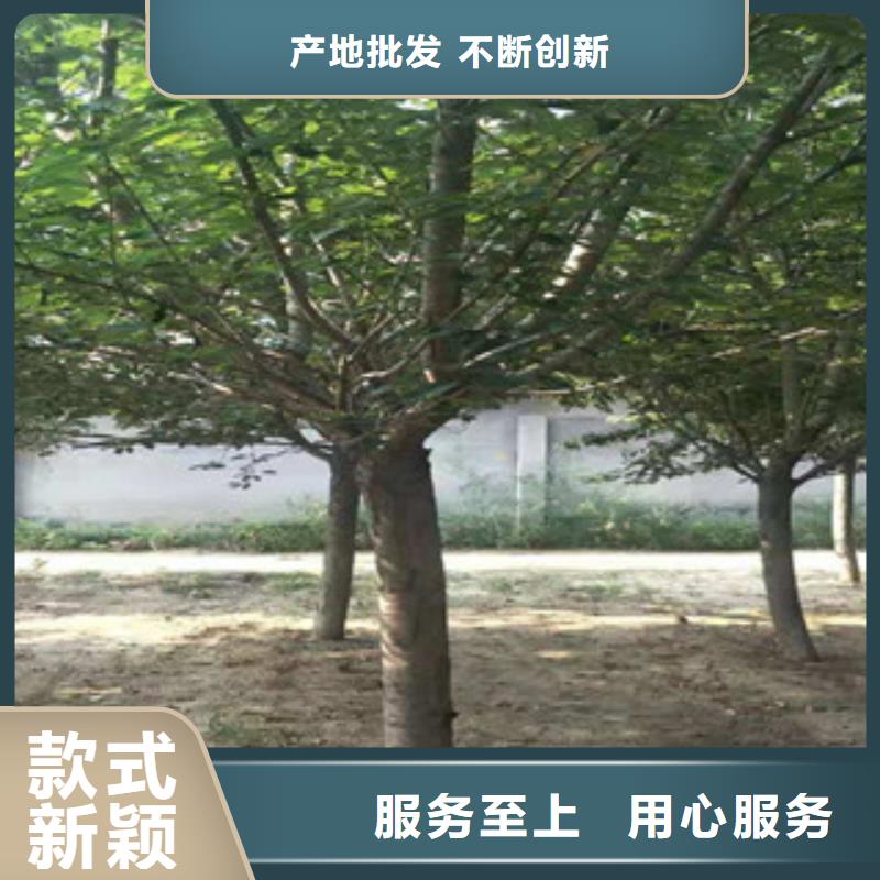 【櫻花】占地果樹用心經營