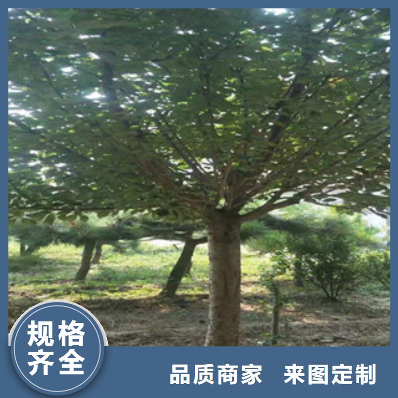 【櫻花核桃苗櫻花苗長果桑樹苗定金鎖價】