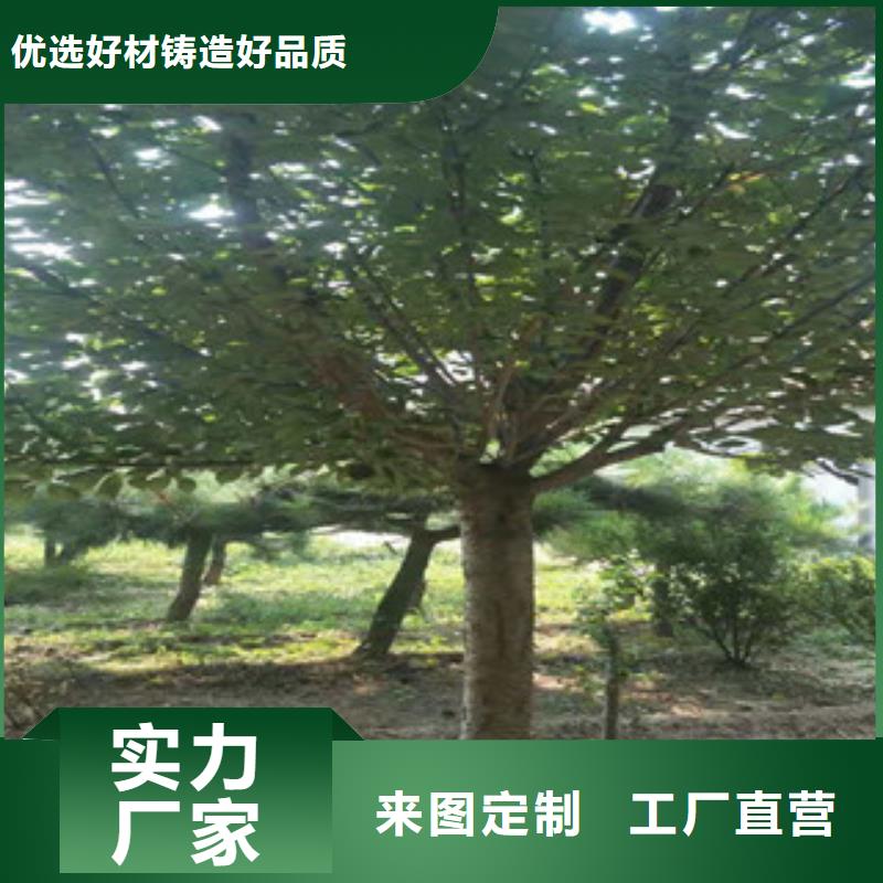 櫻花樹莓苗應(yīng)用廣泛