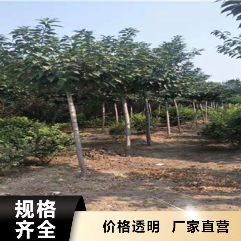 櫻花核桃苗櫻花苗長果桑樹苗品質有保障