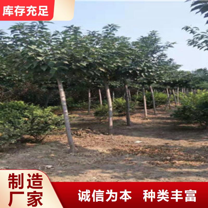 樱花【占地果树】厂家货源稳定