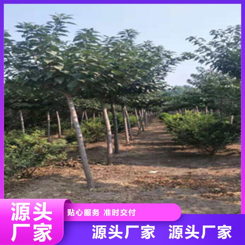 櫻花_【泰山景松造型景松】實(shí)體誠信經(jīng)營