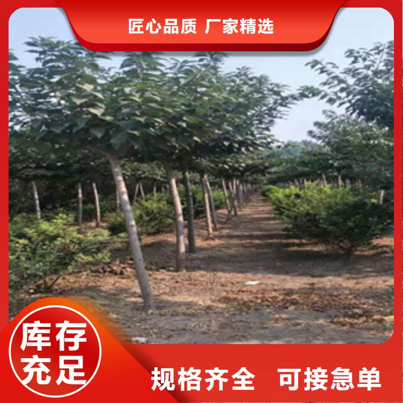 【櫻花占地果樹支持拿樣】