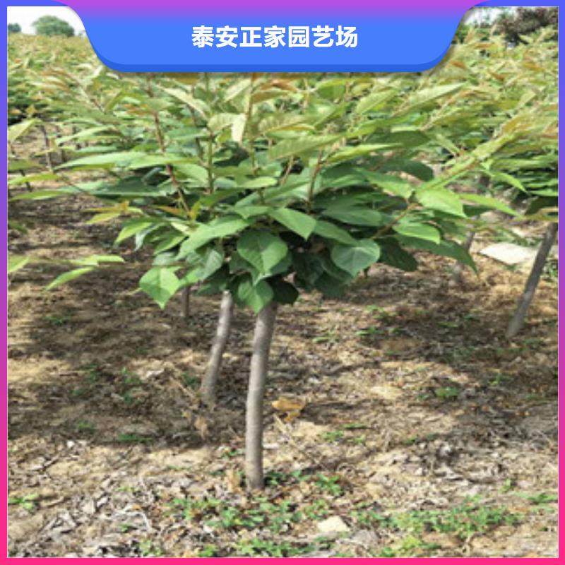 【樱花占地果树标准工艺】