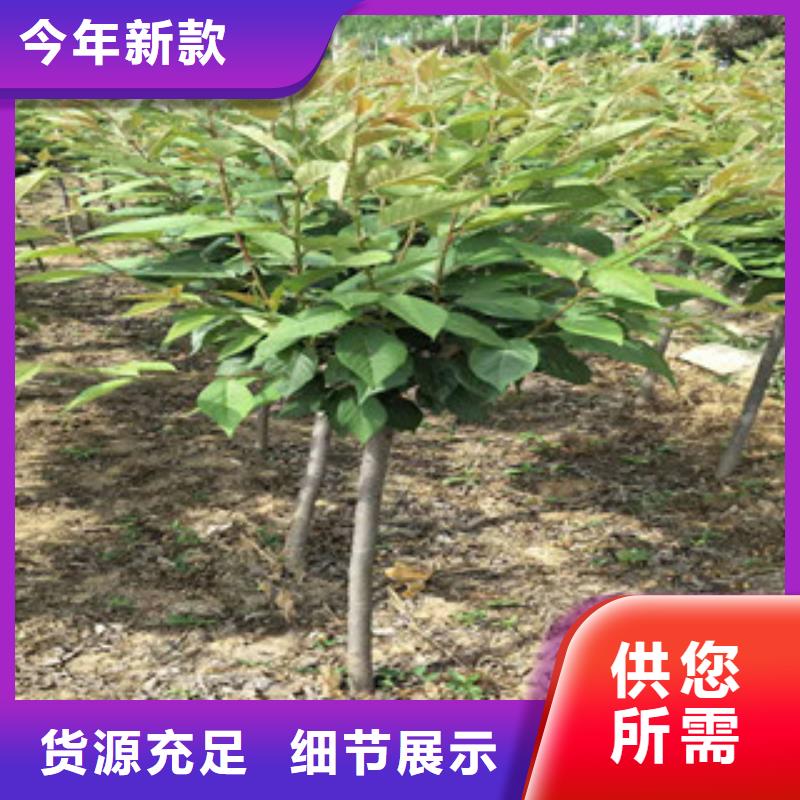 櫻花樹莓苗工廠認證