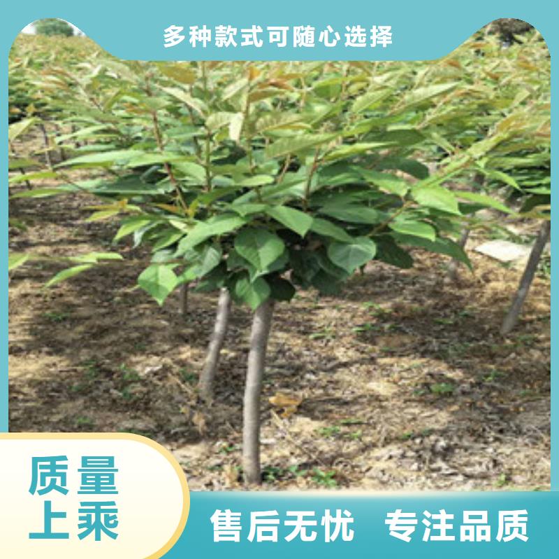 櫻花占地果樹廠家工藝先進