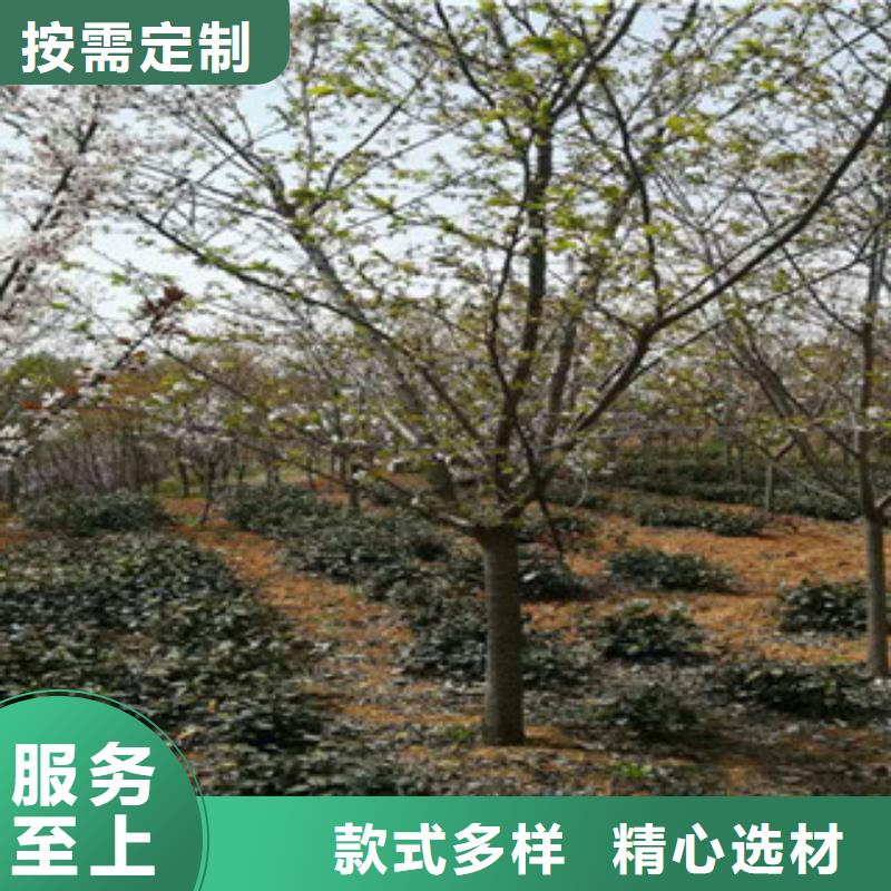 【樱花占地果树标准工艺】