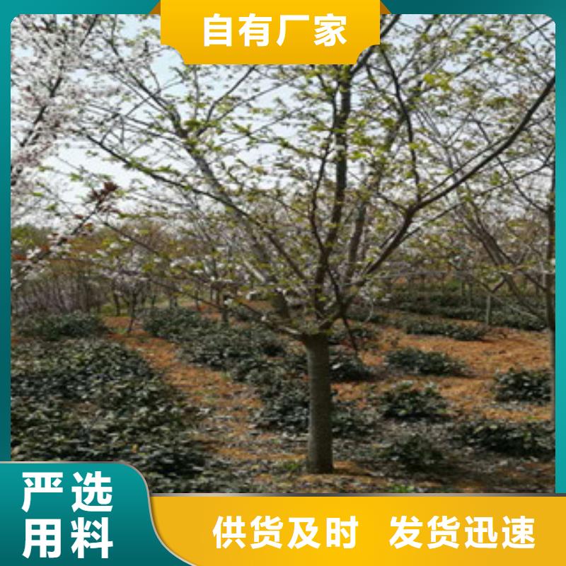 【櫻花藍(lán)莓苗品質(zhì)值得信賴】