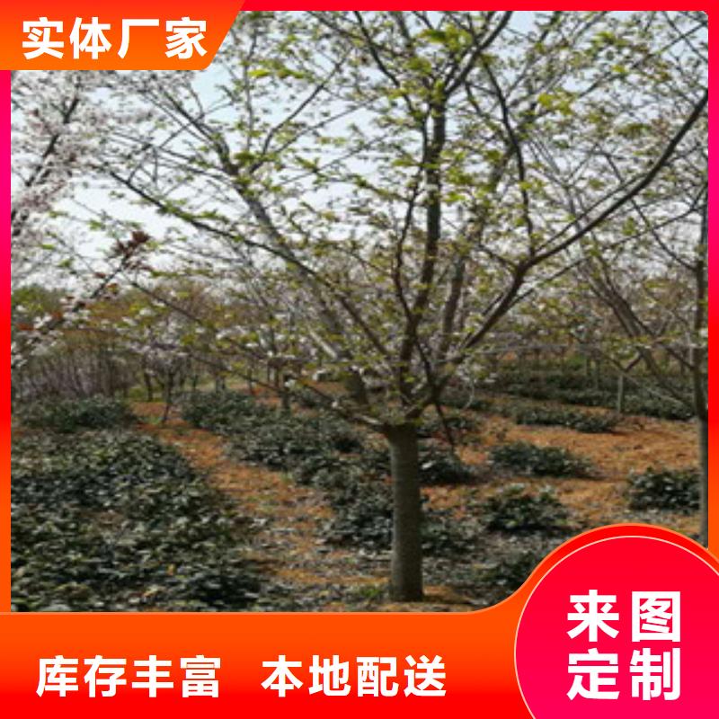 【櫻花櫻桃苗工廠自營】