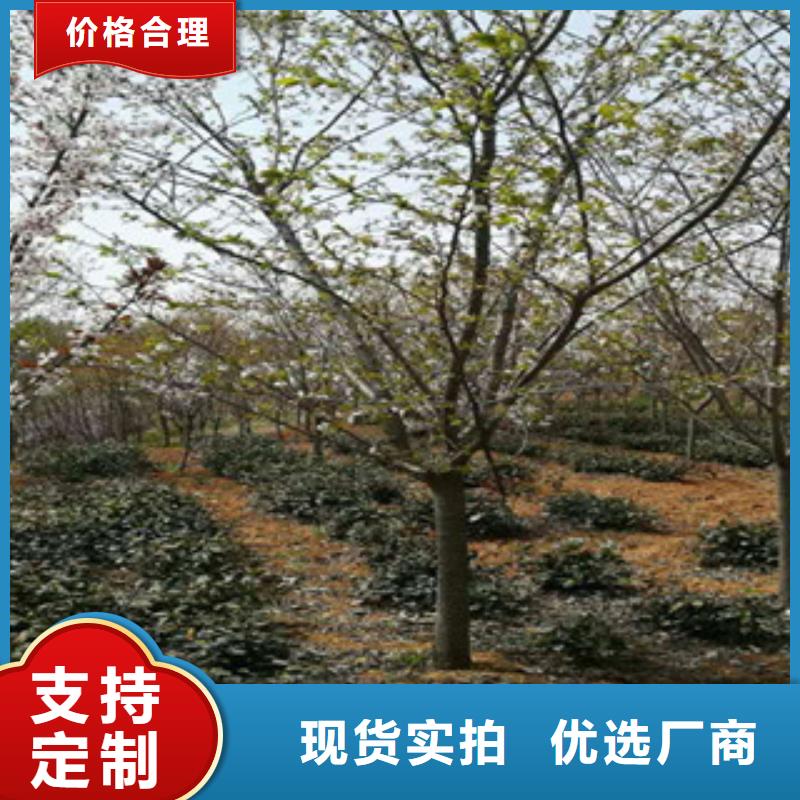 櫻花,泰山景松造型景松敢與同行比價(jià)格