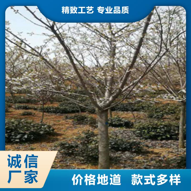 櫻花占地果樹廠家工藝先進