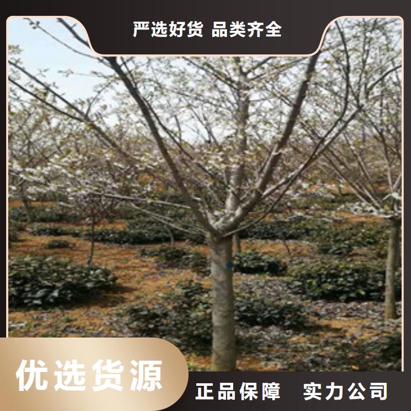 樱花占地果树现货交易