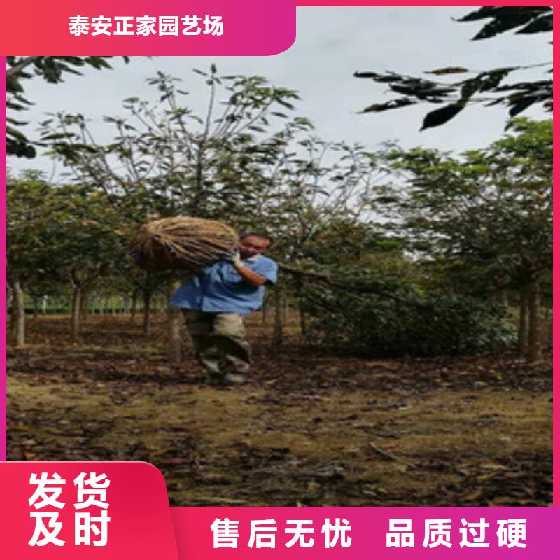 櫻花-【泰山景松造型景松】真材實料加工定制