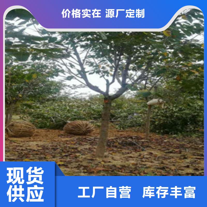 【櫻花】鈣果苗型號齊全