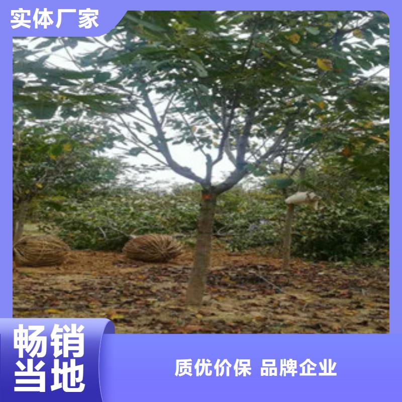 櫻花占地果樹(shù)制造生產(chǎn)銷(xiāo)售