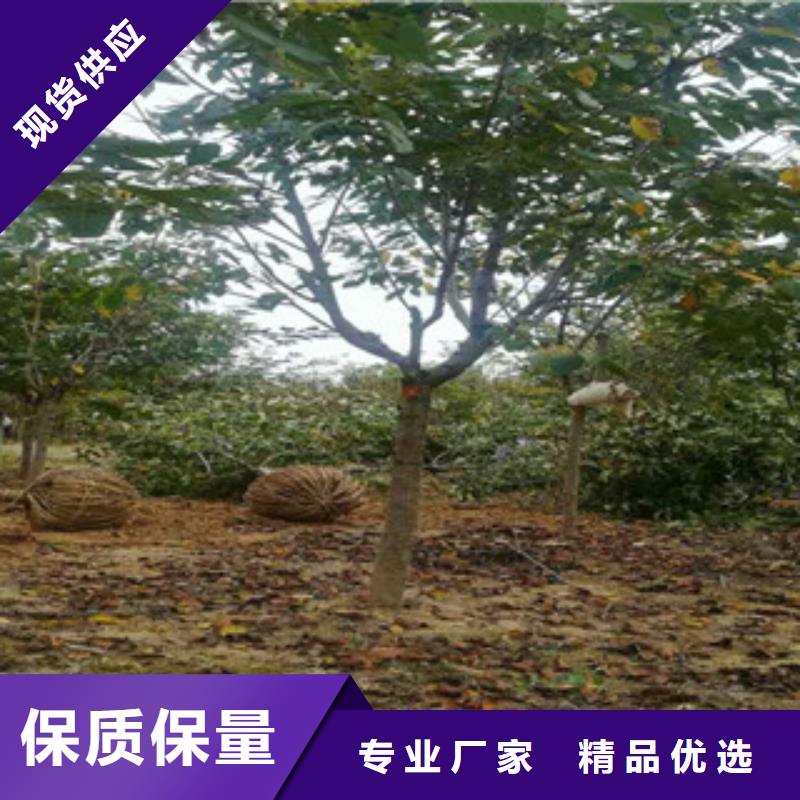 櫻花_占地果樹廠家型號齊全