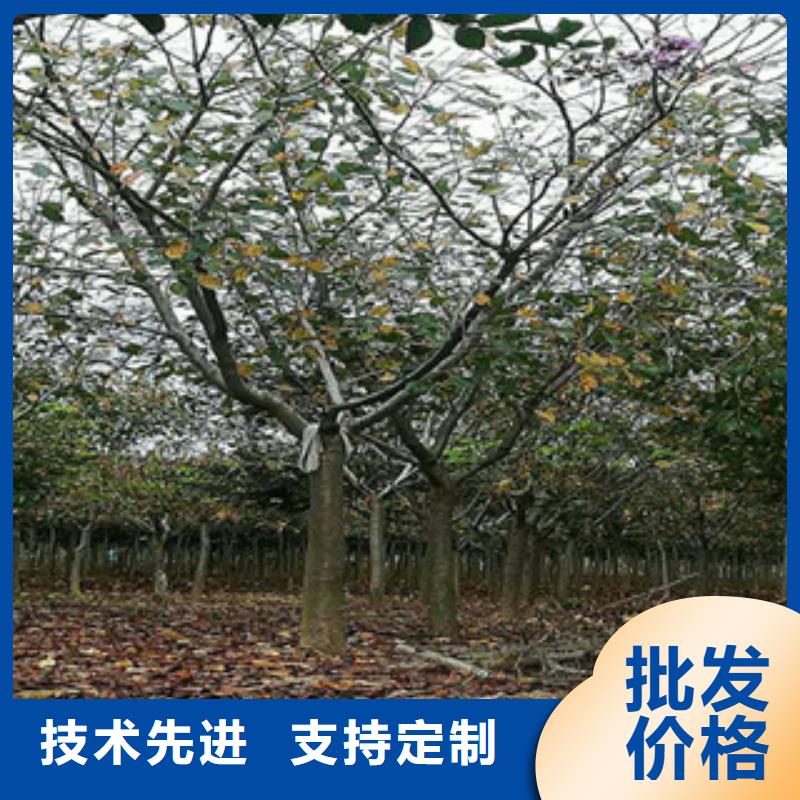 櫻花藍(lán)莓苗好品質(zhì)選我們