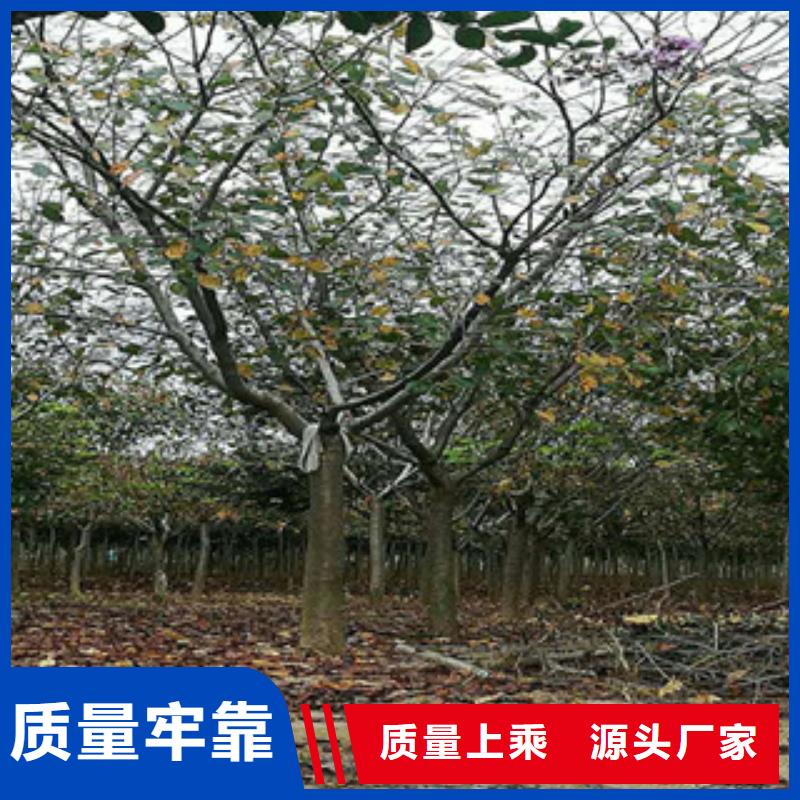 【櫻花_泰山景松造型景松客戶滿意度高】