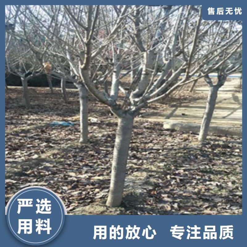 【櫻花-占地果樹產品細節】