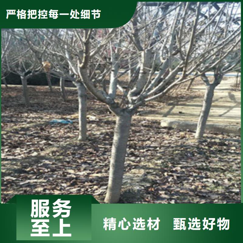 【櫻花占地果樹細節(jié)之處更加用心】