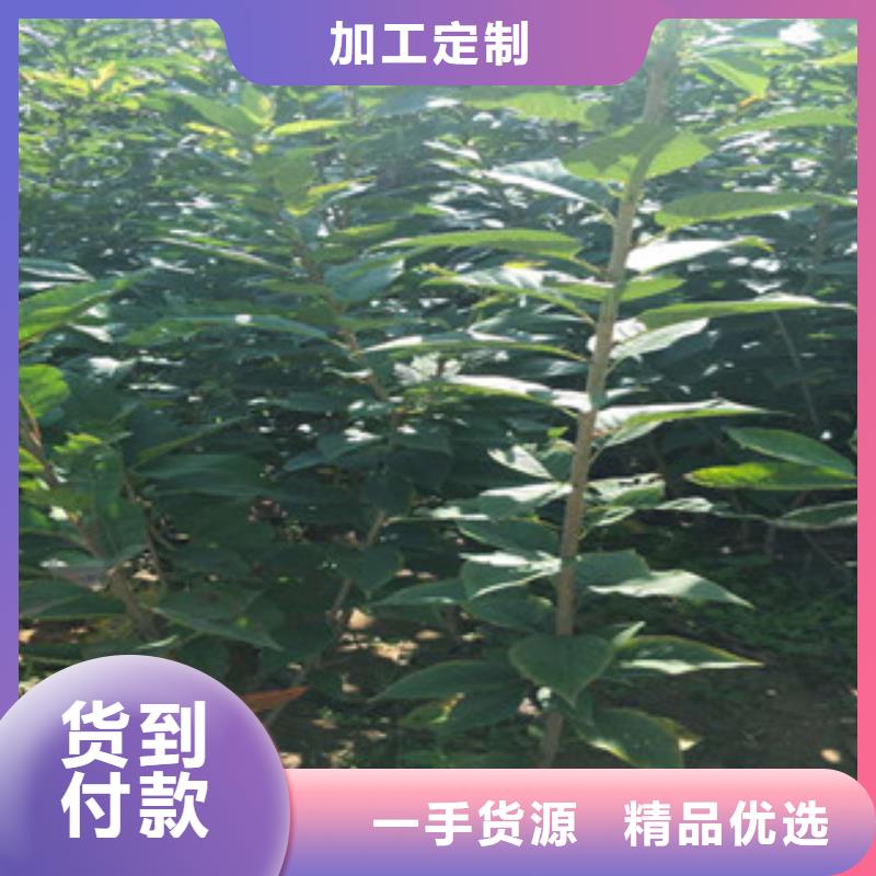 櫻花櫻桃苗適用場(chǎng)景