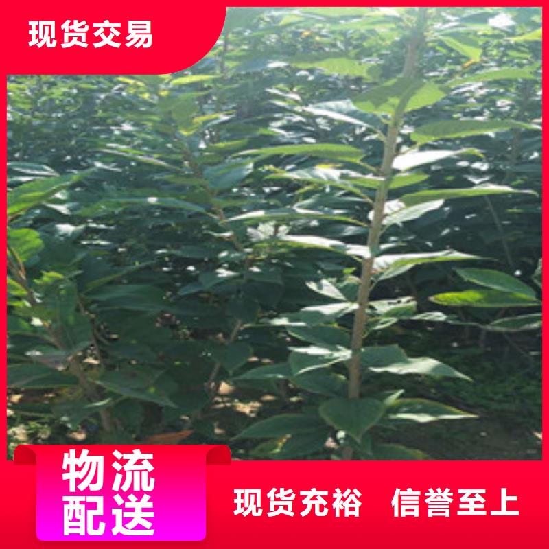 櫻花藍莓苗廠家品控嚴格