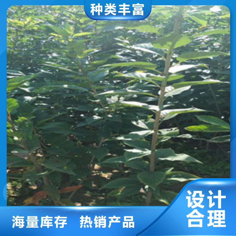 櫻花【藍莓苗】懂您所需