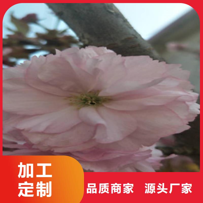 櫻花【藍莓苗】懂您所需