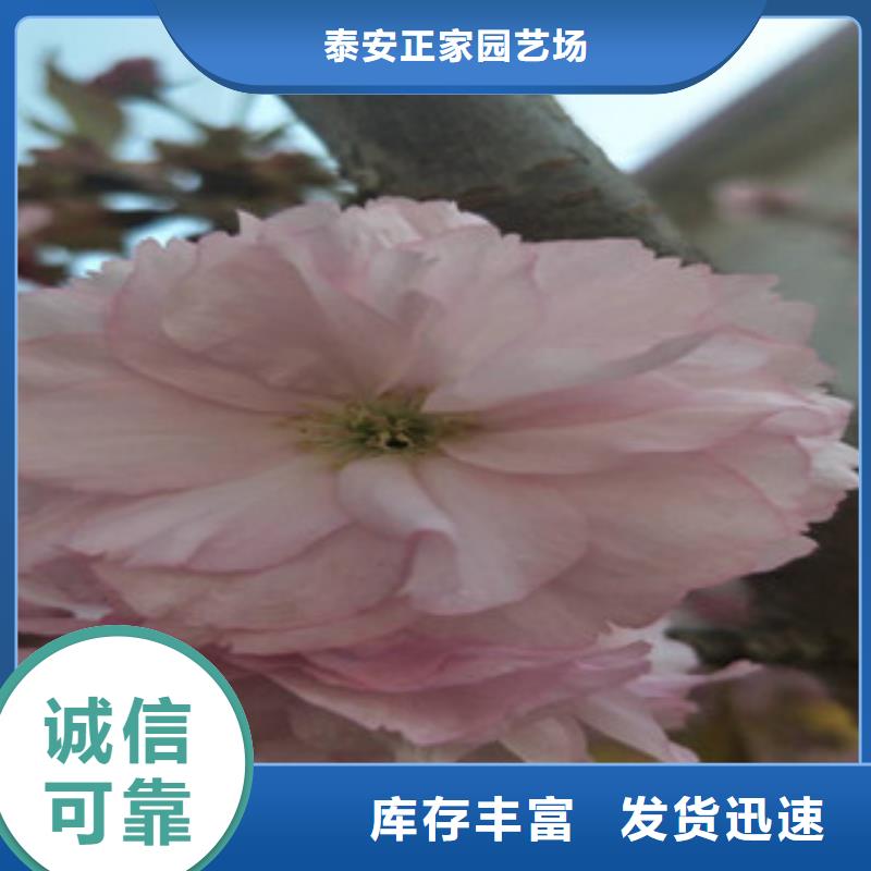 櫻花【占地果樹(shù)】廠家售后完善