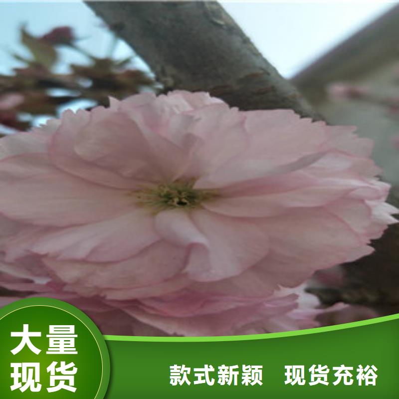 樱花碧桃以质量求生存