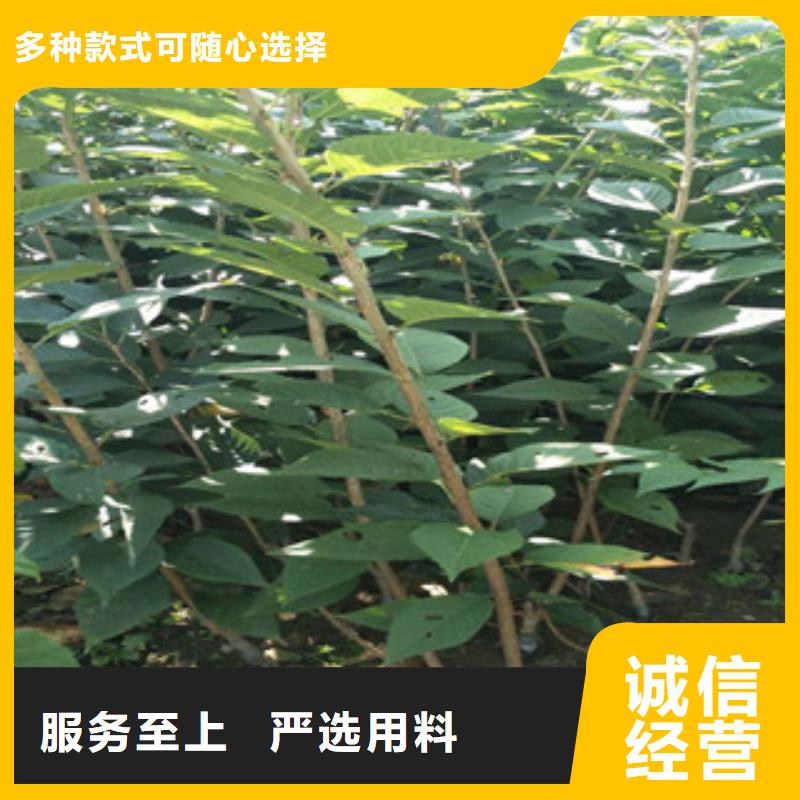 櫻花樹莓苗正品保障