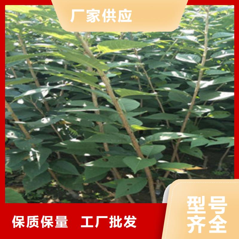 櫻花_占地果樹廠家型號齊全