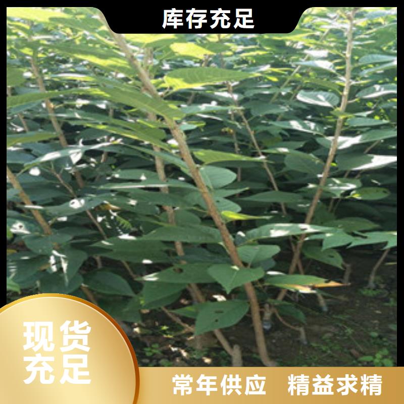 【櫻花核桃苗櫻花苗長果桑樹苗專注質量】