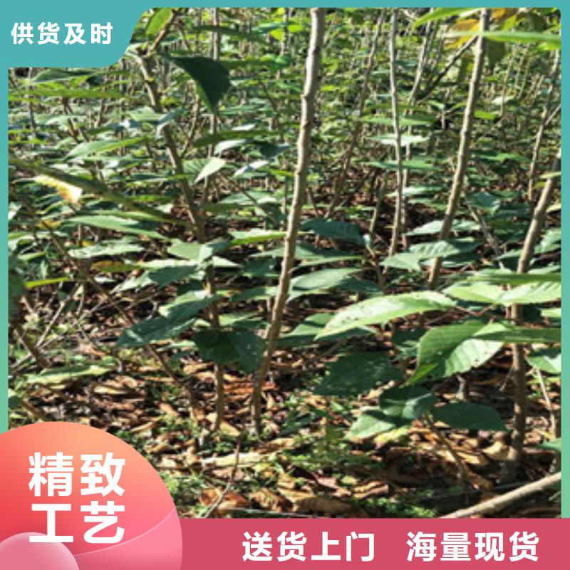 【樱花】泰山景松造型景松质量不佳尽管来找我