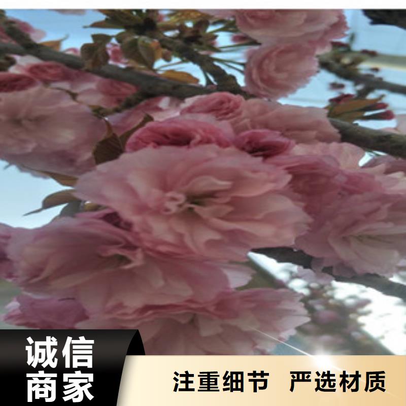 櫻花-核桃苗櫻花苗長果桑樹苗助您降低采購成本